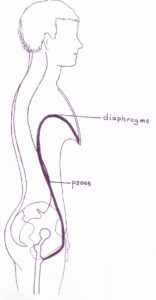 chaîne-tension-psoas-diaphragme