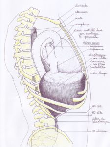 Le cœur posé sur le diaphragme, vue de profil, stage yoga-Yvette Clouet