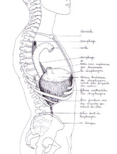 Diaphragme vu de profil et intérieur de la cage thoracique. On voit que le diaphragme a une forme de dôme