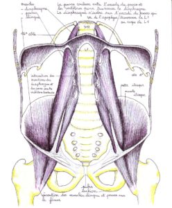 diaphragme-psoas-iliaque, vue de face