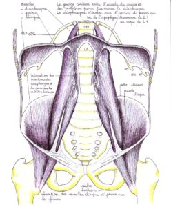 diaphragme-psoas-iliaque, vue de face-Cours et Stages-Yoga-Yvette Clouet-13005 Marseille