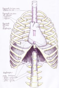 diaphragme- fixation sur le rebord des côtes-yoga- méthode habiter son corps-yvette clouet
