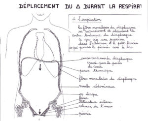 On voit le mouvement respiratoire du diaphragme : à l’inspiration, le centre du diaphragme descend, exerçant une pression sur le périnée.