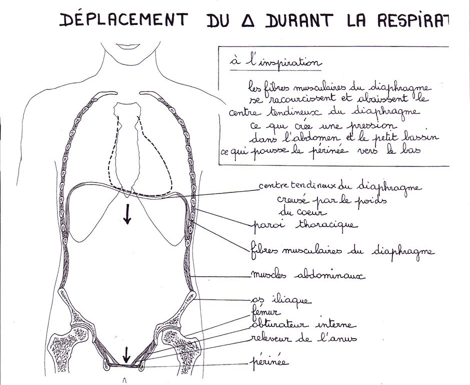 Hernie hiatale, Périnée - Habiter son Corps - Cours et Stages de ...