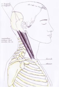 dessin des muscles du cou SCOM (Sterno - cléido - mastoïdien)- stage yoga-Yvette Clouet