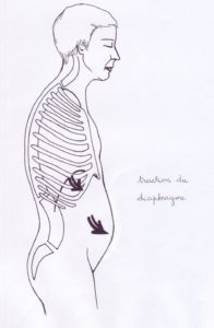 Le diaphragme crispé pousse les viscères vers l’avant : le ventre semble gonflé. Il tend à arrondir excessivement le haut du dos.
