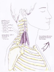 scalenes