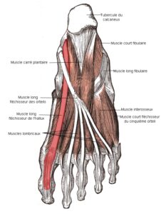 Court fléchisseur de l'hallux et muscles du dessous du pied-plan moyen_Redresser l'hallux valgus