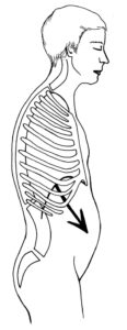 Le diaphragme crispé pousse les viscères vers l’avant : le ventre semble gonflé. Il tend à arrondir excessivement le haut du dos. Y.Clouet