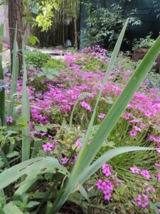 Iris et oxalis en avril-Cours de Yoga à Marseille