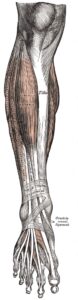 Muscles longs extenseurs des orteils et de l'hallux