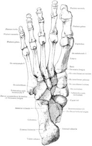 Os du pied-Vue du dessous du pied